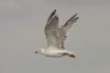 Caspian Gull at Private site with no public access (Pete Livermore) (17996 bytes)